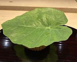 Dinner at Gion Nishikawa