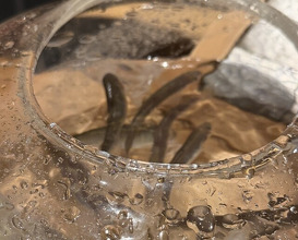 Dinner at Numata