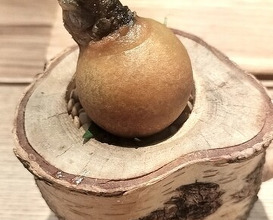 Dinner at RADICE (RADICE)