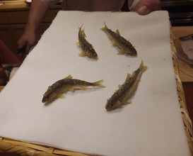 Dinner at Tempura Sakurabito