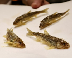 Dinner at Tempura Sakurabito