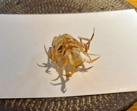 Dinner at Tsuru Hachi (鶴八)