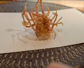 Dinner at Tsuru Hachi (鶴八)