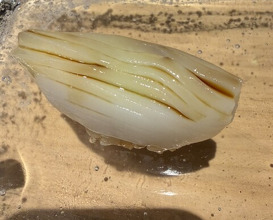 Dinner at Sushi Ino (鮨 いの)
