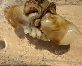 Dinner at Sushi Ino (鮨 いの)