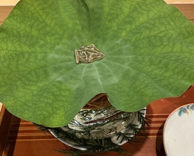 Dinner at Ginza Kitagawa