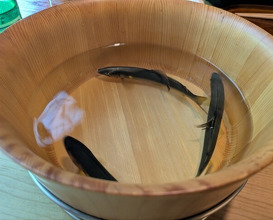 Dinner at Matsukawa (松川)
