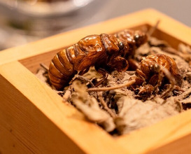 Dinner at PRESENTE Sugi (プレゼンテ スギ)