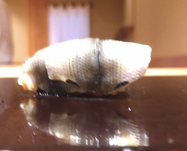 Dinner at Sushi Sho (すし匠)