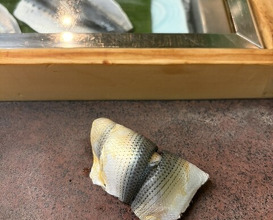 Dinner at Sushi Sho Yotsuya