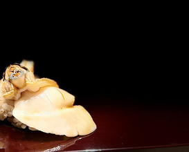 Dinner at Sushisho Saitō (すし匠 齋藤)