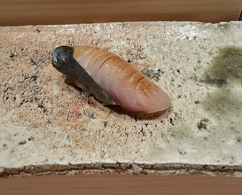 Dinner at Takumi Shingo (匠 進吾)