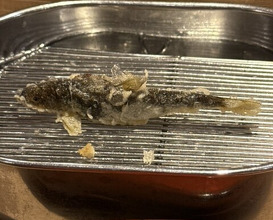 Dinner at Tempura Fukamachi (てんぷら 深町)