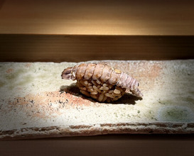 Dinner at Takumi Shingo (匠 進吾)
