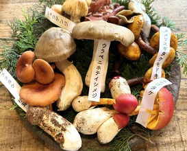 Dinner at Terroir Ai to Ibukuro (Terroir愛と胃袋)