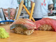 Sushi Zushi