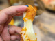 The Last Crumb