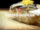 Omakase @ Barracks Row