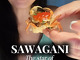 Hidden Omakase