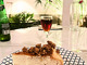 Kipos Hellenic Cuisine