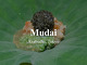 Mudai