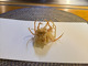 Tsuru Hachi (鶴八)