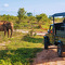 Jeep Safari Rajaji National Park